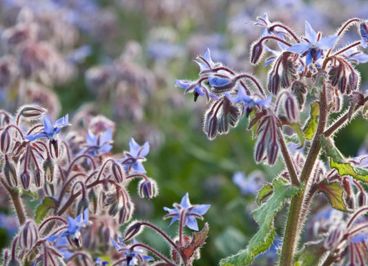 Borage neem liquid gold for dermatitis and psoriasis